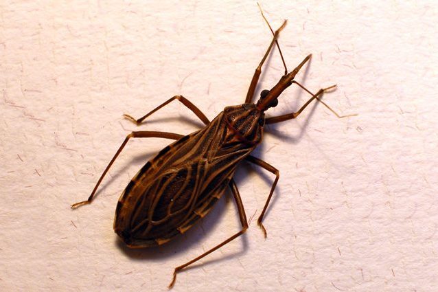 Malattia di Chagas, di cosa si tratta: la cimice che ti bacia e che porta alla morte